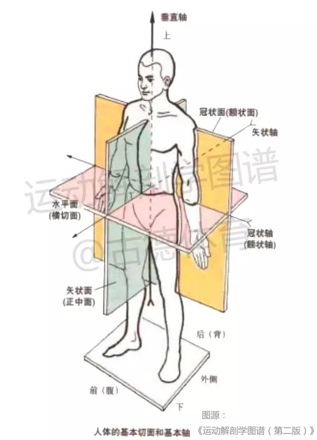 与方位术语对应的,则有矢状面,冠状面(额状面),水平面三个人体基本面